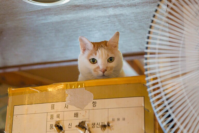 我が家の味はいかがかニャ？