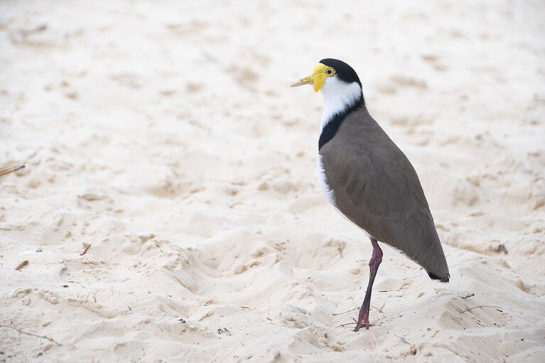 この鳥の名前は「マスクド・ラップウィング」。