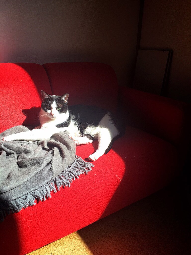 バニラ ♀ 10歳。3年前に亡くなってしまいました…。 もう、3年になるんだなあ…。