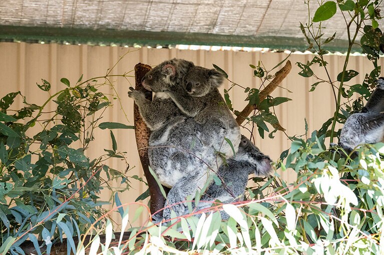 積み重なるコアラ。