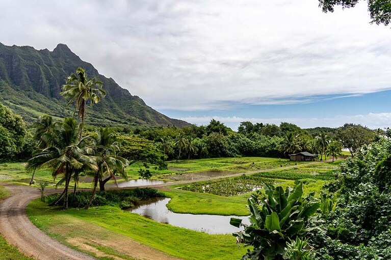 切り立つ山とタロイモ畑。おそらく古代ハワイアンたちが目にしてきた風景と一緒。