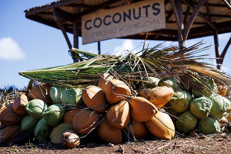 ココナッツパラダイス。