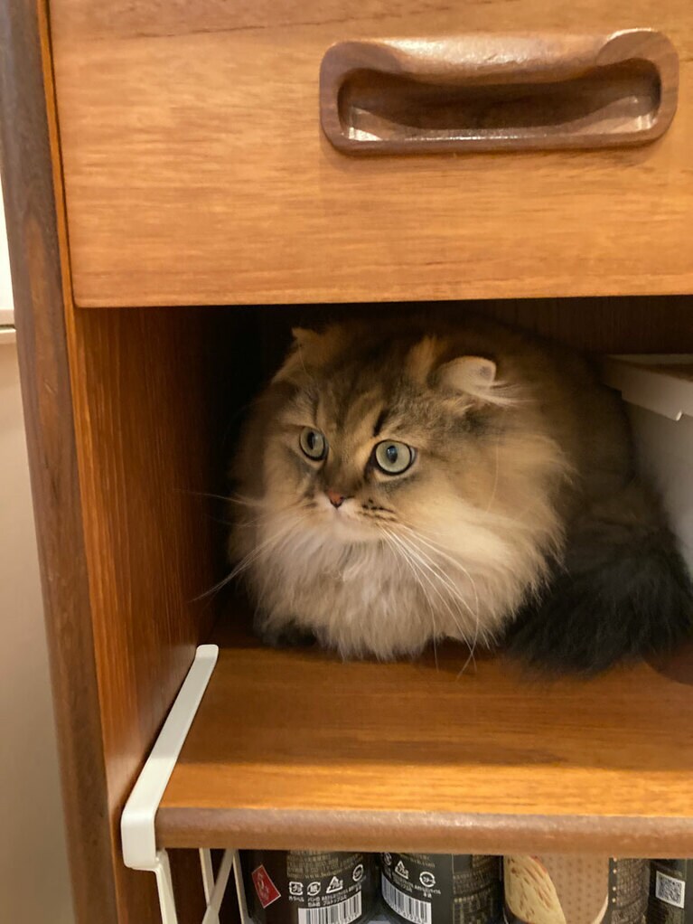 マリー ♀ 1歳。台所の棚に置いてある白いボックスを取り出すと、いつもすかさず入りこみます（まりらぶさん）