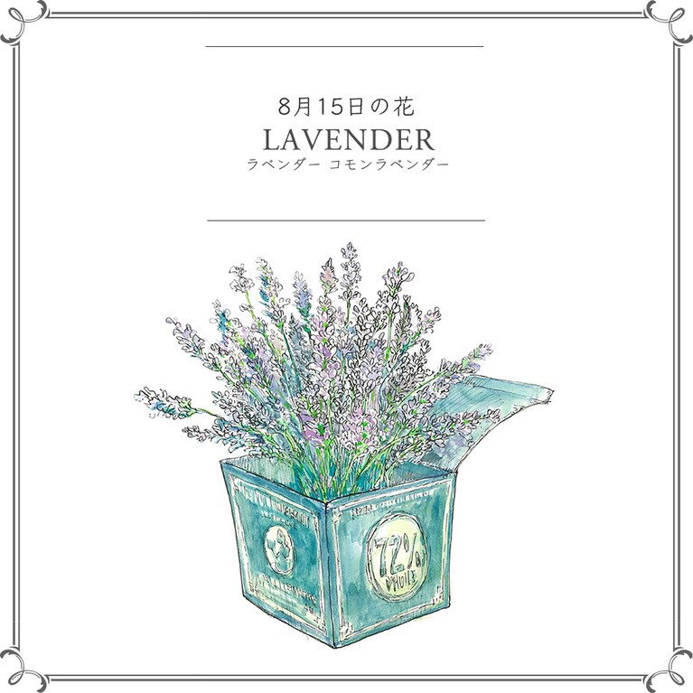 8月15日の花「ラベンダー コモンラベンダー」