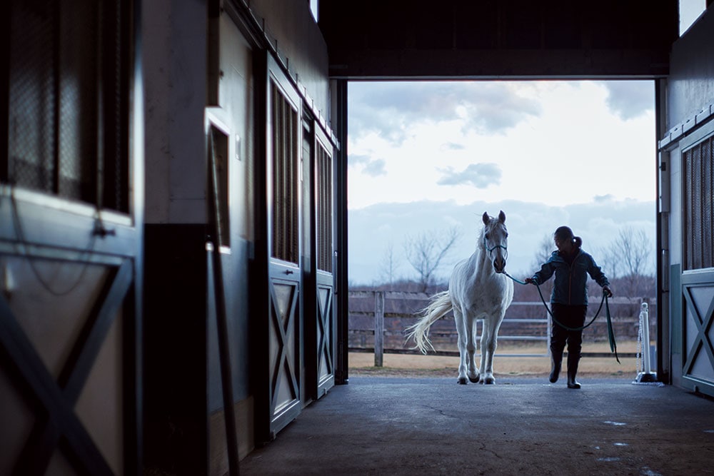 専門のスタッフが厩舎で馬たちの健康状態を日々チェックしている。