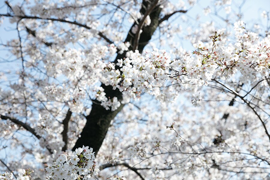 満開に咲く桜は、ため息もの。2020年3月、都内の外堀公園にて。