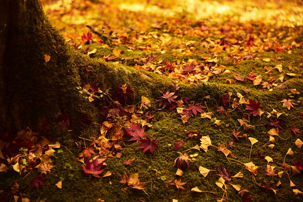 例年11月中旬になると、そこかしこに美しい紅葉の絨毯が。