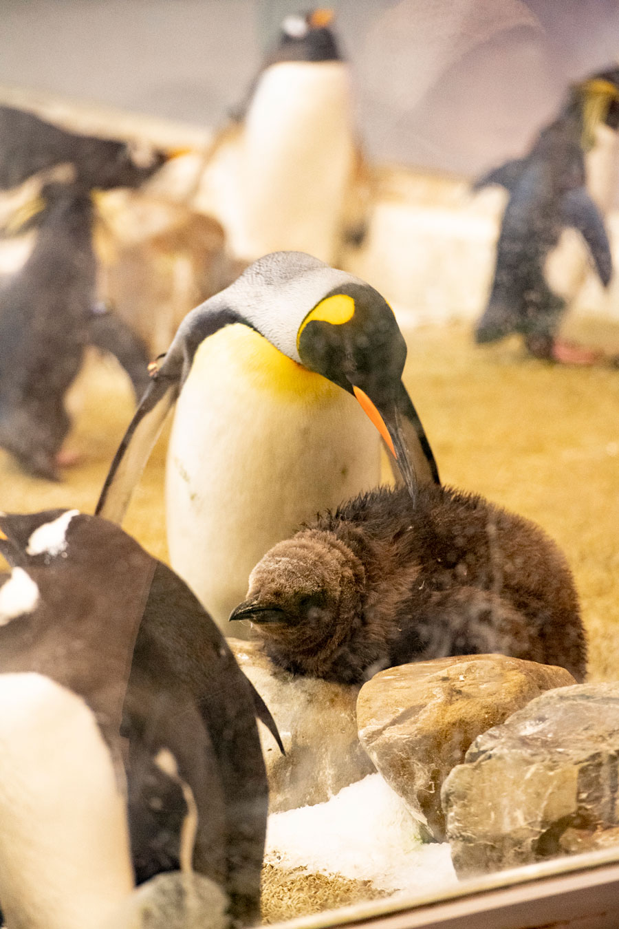 毛づくろいされているのがキングペンギンのヒナ。