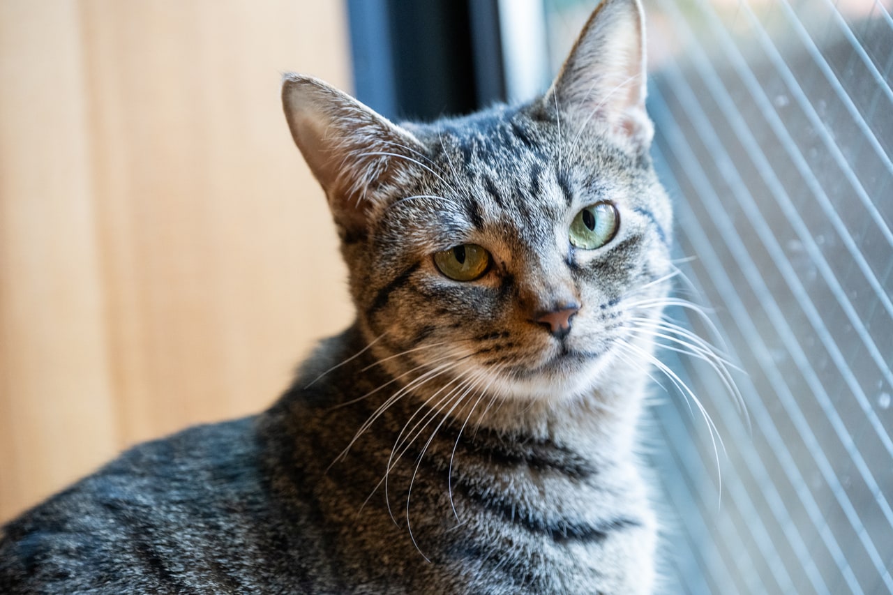 小波ちゃん ♀ 2歳。鳴いても声が出ないサイレントニャーが得意技。