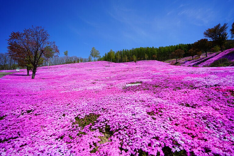 芝ざくら滝上公園／北海道