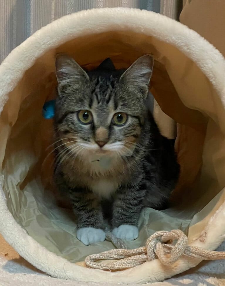 りん メス 8カ月。ある日突然庭に住み着いた子猫を保護して4カ月。おてんばですが、可愛い家族の一員です。すっかりメロメロです（りんさん）。