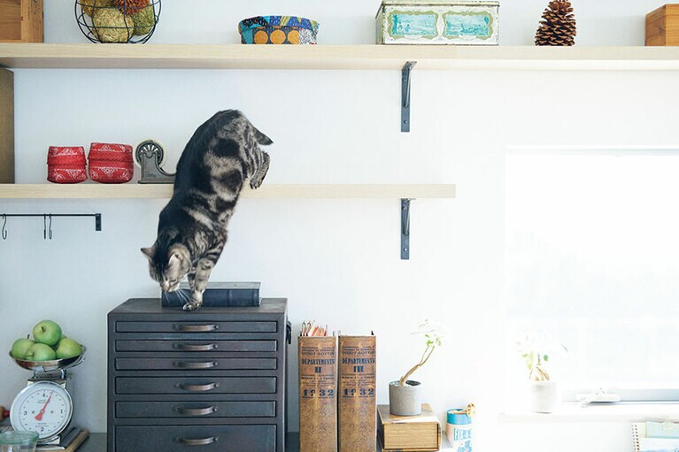 高い所を好むのは猫の本能。上下運動でストレスも発散できる。