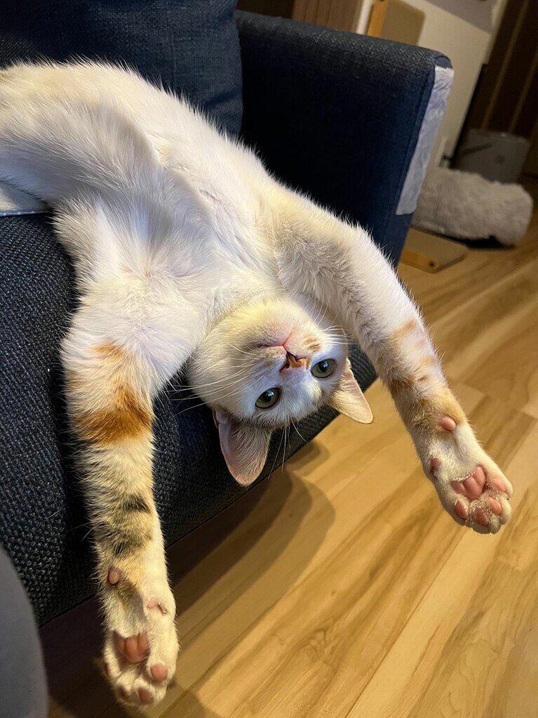 みりん ♀ 9カ月。ひっくり返ってテレビを見ていました。何故か真顔です。元々は野良猫だったのですが、最近はお腹丸出しで警戒心0の姿を披露してくれます。