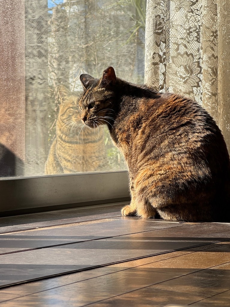 ほそ ♀ 9歳。エサをもらいに来た近所の猫ちゃんと。映画のポスターみたいな構図が撮れました（たかはしさん）