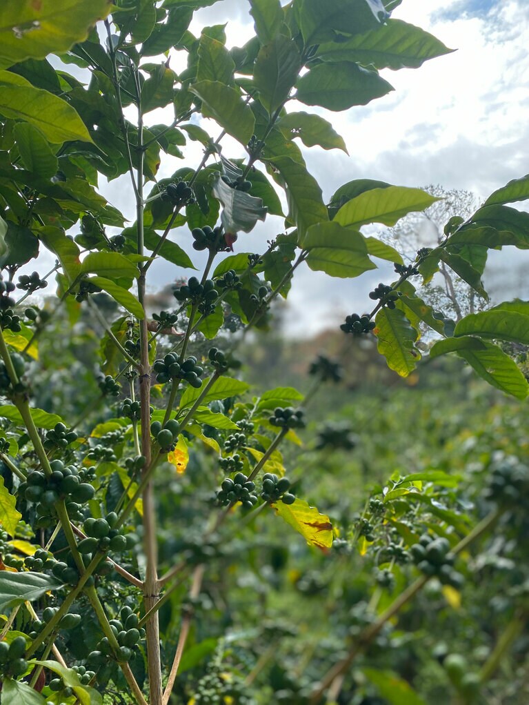 コナコーヒーは、緑の豆が赤く熟したタイミングで1粒ずつ手摘みで収穫されます。