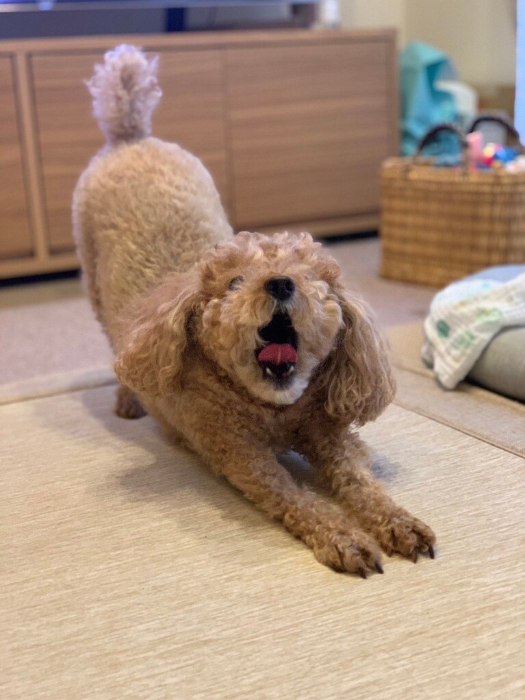 「散歩いきますかー」