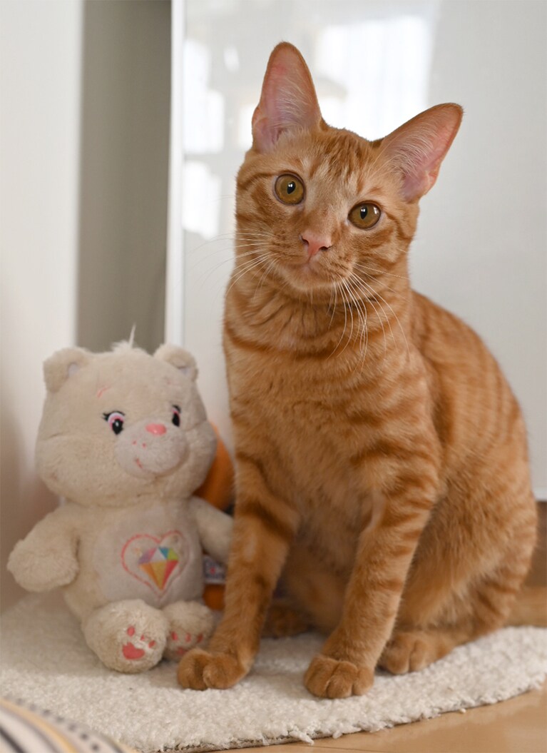 さんのへ ♂ 0歳。さんのへくん、お気に入りのくまのぬいぐるみと一緒でご満悦。名前は『11ぴきのねこ』シリーズでおなじみの馬場のぼる先生の出身地から。