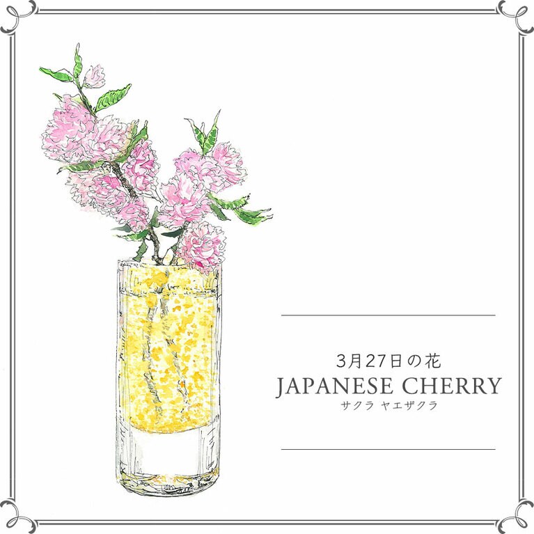 3月27日の花「サクラ ヤエザクラ」