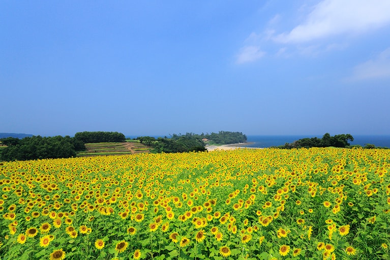 花とアートの岬 長崎鼻。