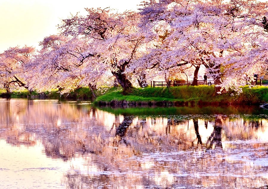 【岩手県】五郎沼の桜。