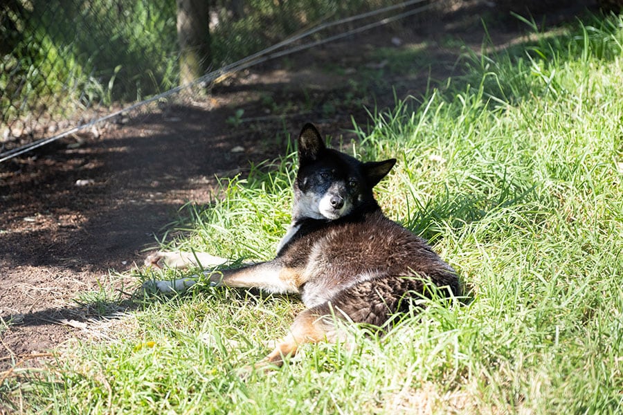 オーストラリアに住む、犬やオオカミに近い「ディンゴ」も。柴犬そっくり。
