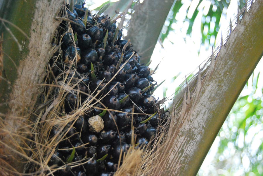 アブラヤシの実は密集して育ち、鶏の卵よりちょっと小さいサイズ。色は黒に近い濃い赤で、ビタミンが多く含まれている。