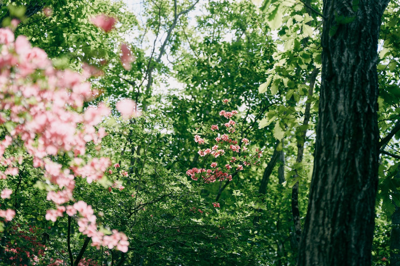 今回の旅ではカッコソウを見ることはできなかったが、美しい草花の数々に癒やされた。
