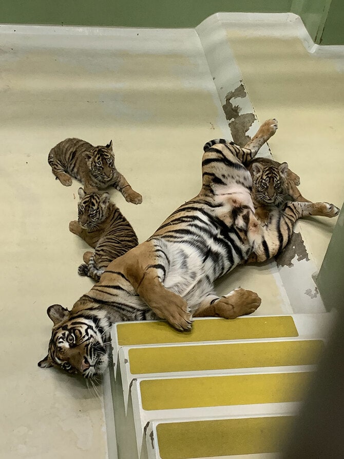 ミンピと3頭の子どもたち。2024年2月14日撮影/写真提供=公益財団法人 東京動物園協会