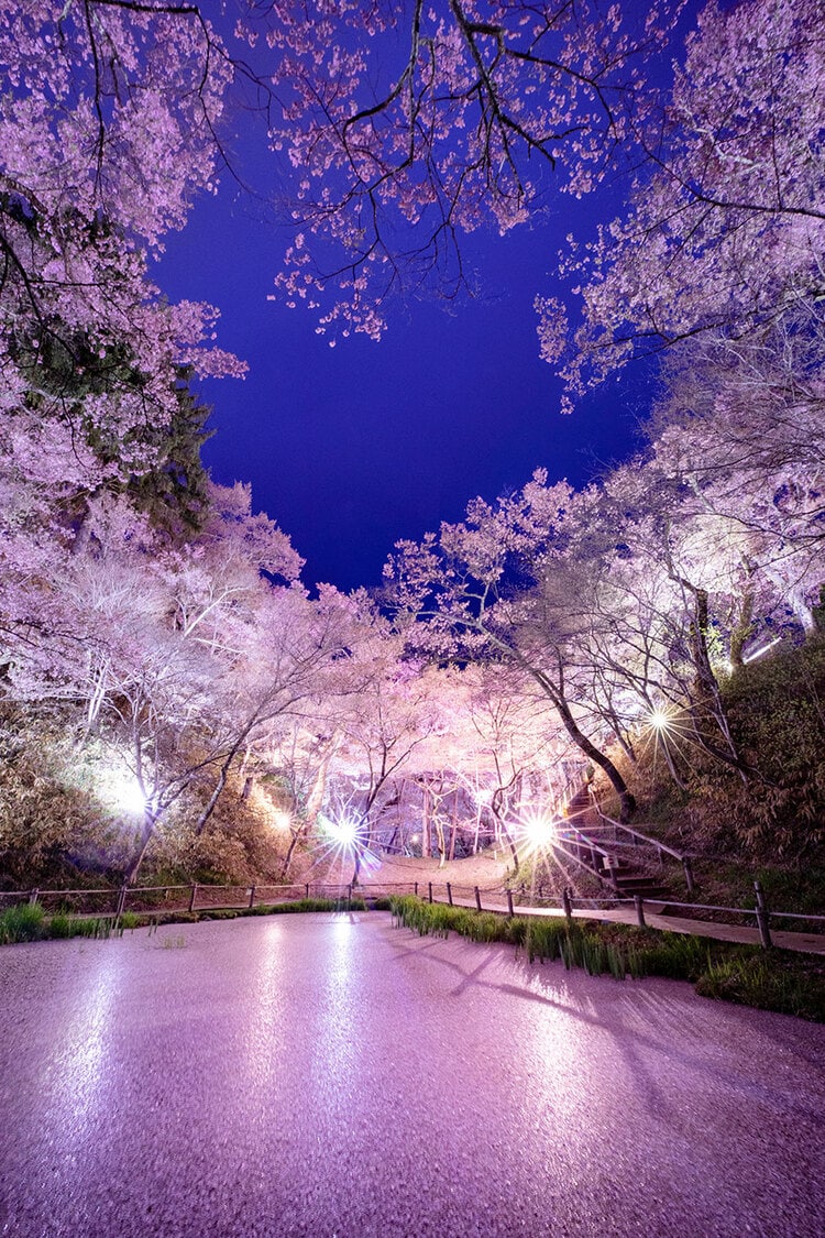 日本の風景 めぐり来る春 2026年版】 いつか行きたい！ 日本の春の絶景 ～中部・北陸～全90