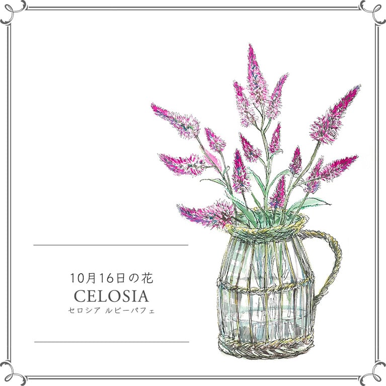 10月16日の花「セロシア ルビーパフェ」