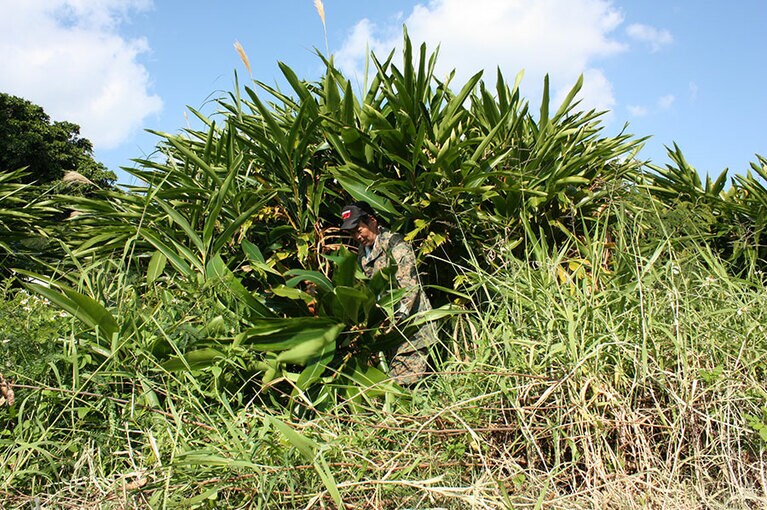 月桃は、古くから虫除けや防カビなど、沖縄の人々にとってなくてはならない植物。
