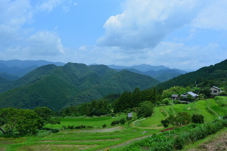 【和歌山県】高原の棚田。