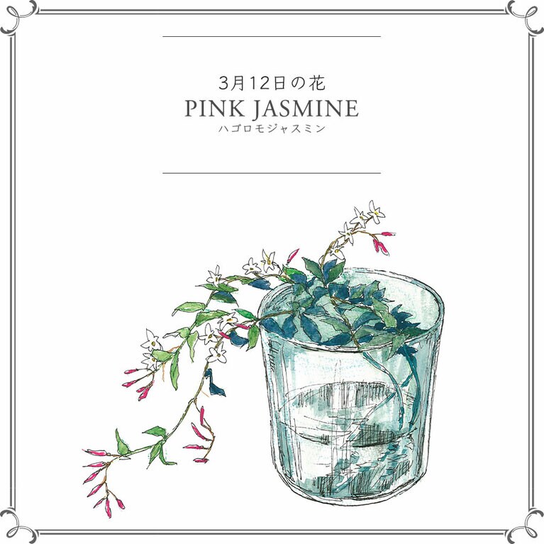 3月12日の花「ハゴロモジャスミン」