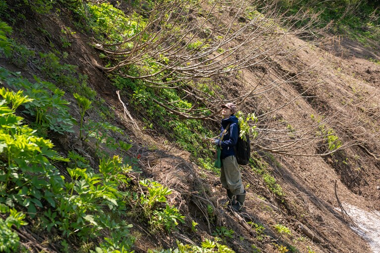 「去年保存した山うどは硬かったので、この時期の柔らかそうなものを今年は塩漬けしてみます」と保存用の山うどを探す桑木野さん。