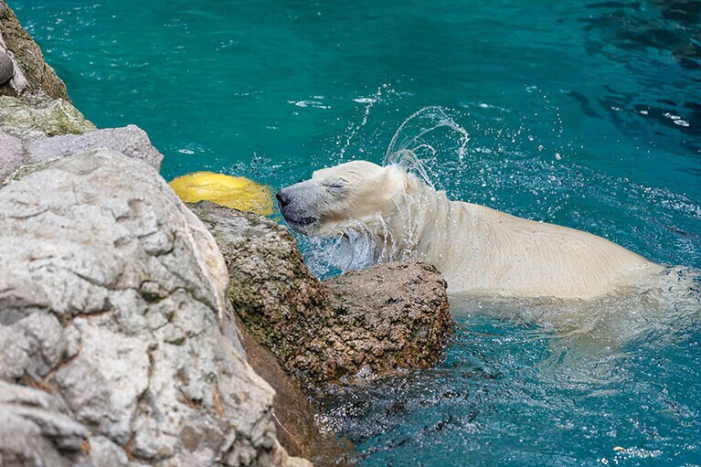 水遊びが大好きなライ。