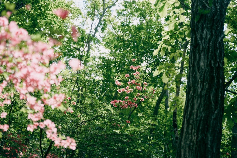 今回の旅ではカッコソウを見ることはできなかったが、美しい草花の数々に癒やされた。