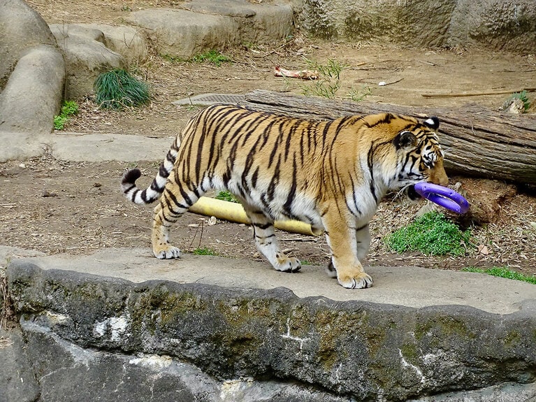 娘のサーシャ。