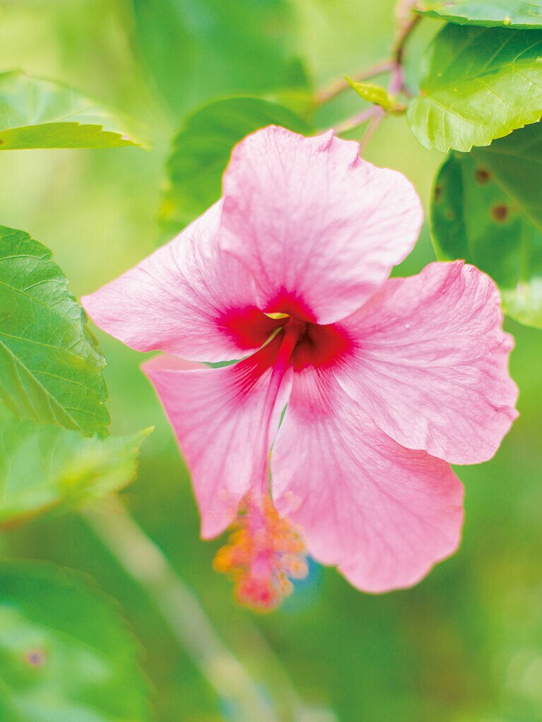 ワイアンハイビスカス、食用植物などテーマごとに植物を見られるのがいい。