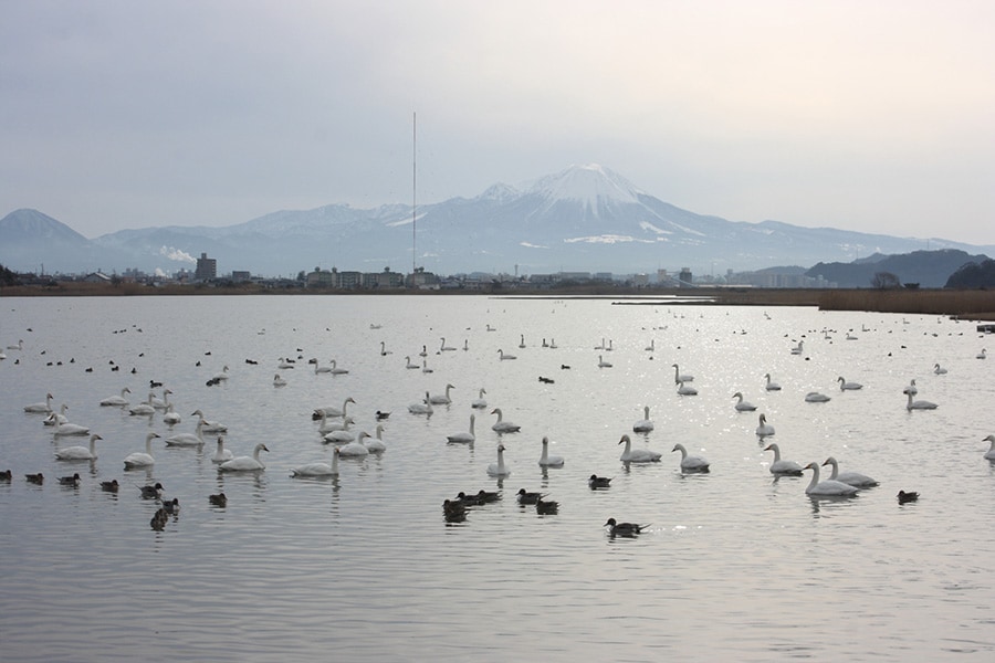 【鳥取県】米子水鳥公園。🄫米子水鳥公園