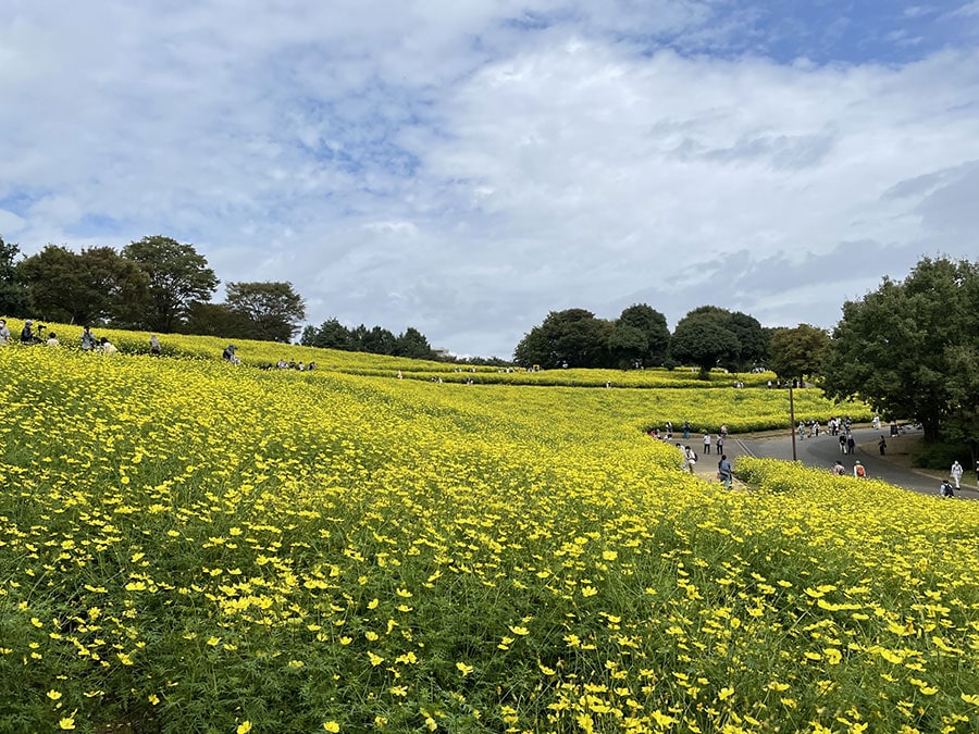 国営昭和記念公園のコスモス。写真はレモンブライト。