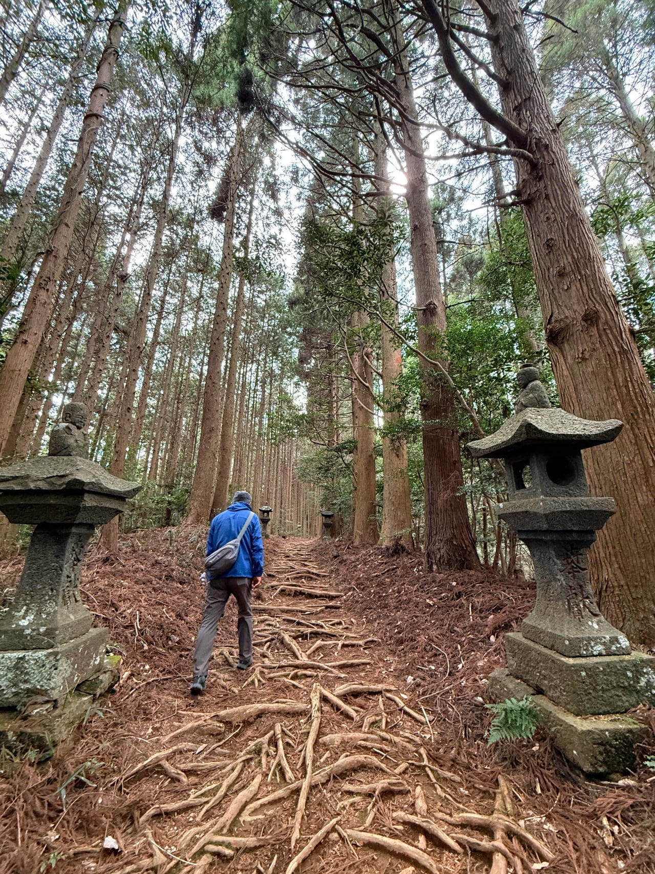参道を木の根がビッシリ覆っている神秘的な雰囲気。