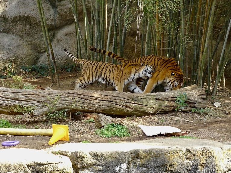 ローラはソーンより一回り小さい。