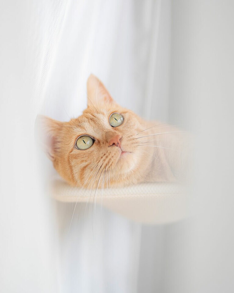 メイ ♀ 7歳。猫の魅力を写し出せるお姉さま。