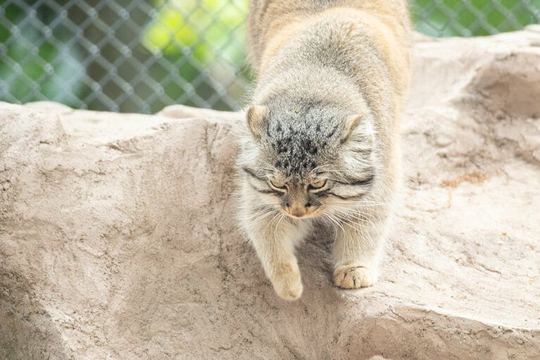 埼玉県こども動物自然公園のマヌルネコ。