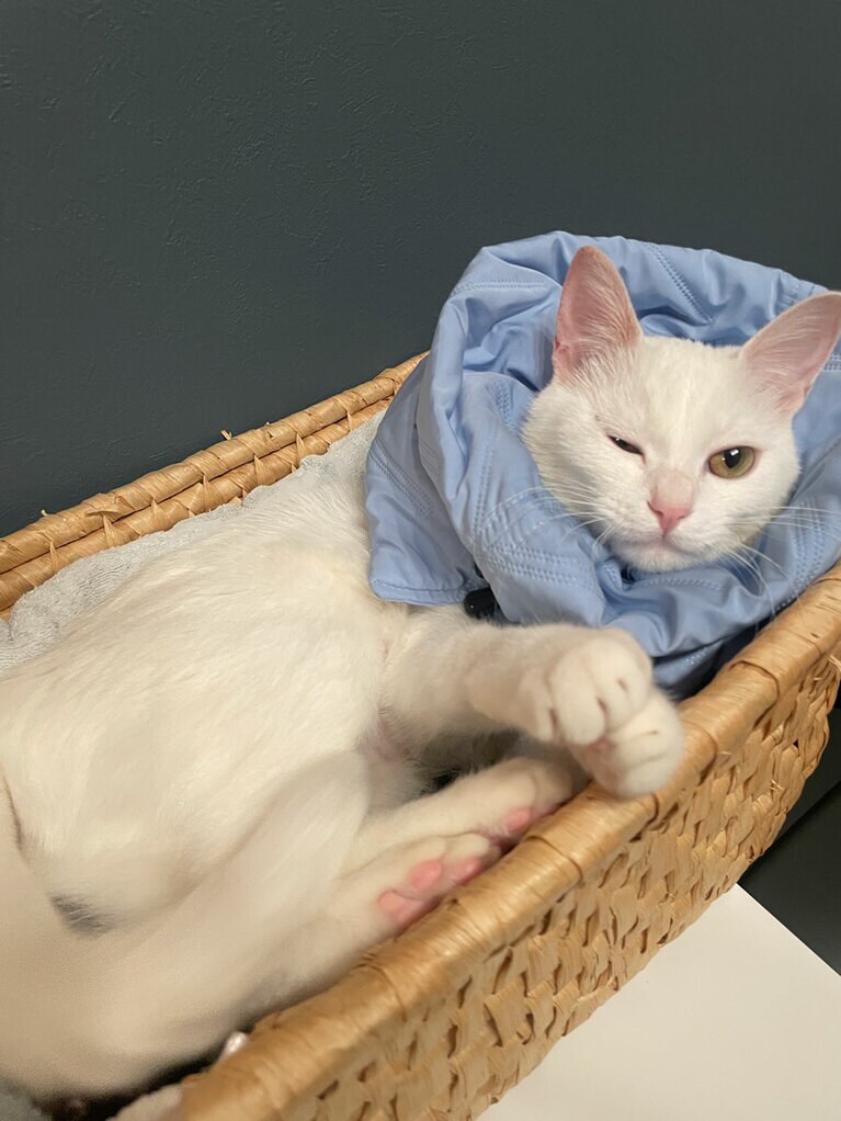 にゃお ♀ 10カ月。飼い主の朝活に付き合って早起きしてくれた時の写真です。寝床でゴロゴロしつつ、たまにニャーと鳴いて呼んでくれます。この時はブルーのエリザベスカラーを付けていたので、赤ちゃんみたいでかわいいなと思って撮影したらウインクしてくれました。動画も朝活に付き合ってくれた時に眠いのに名前に反応してくれました。とても返事上手なにゃおです。（みほさん）