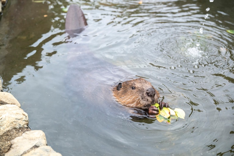 水のなかで葉っぱを食べるねむ。