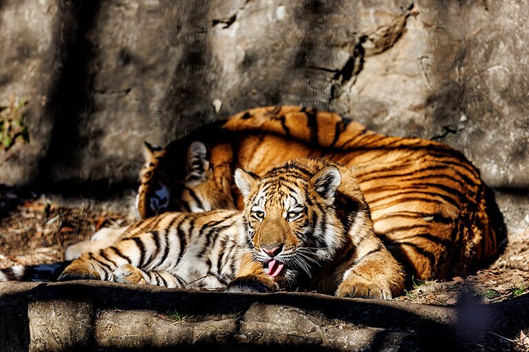 イチとフタバ。