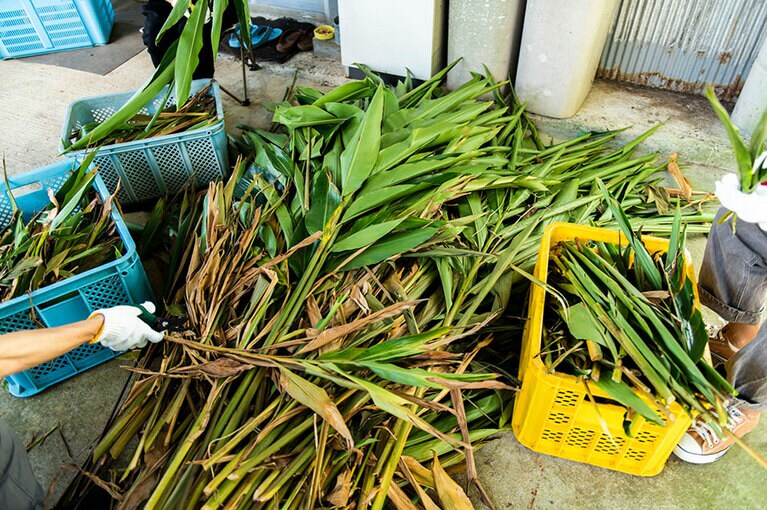 収穫された月桃。