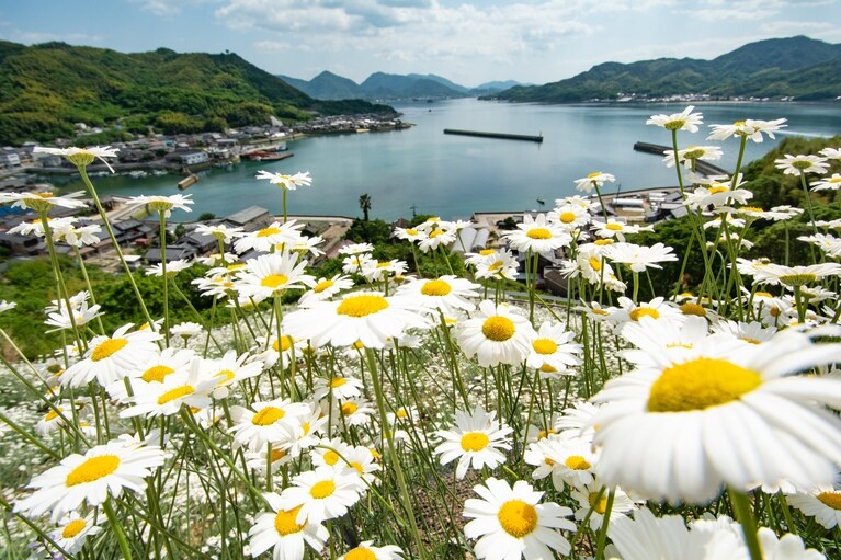 除虫菊の花畑／広島県