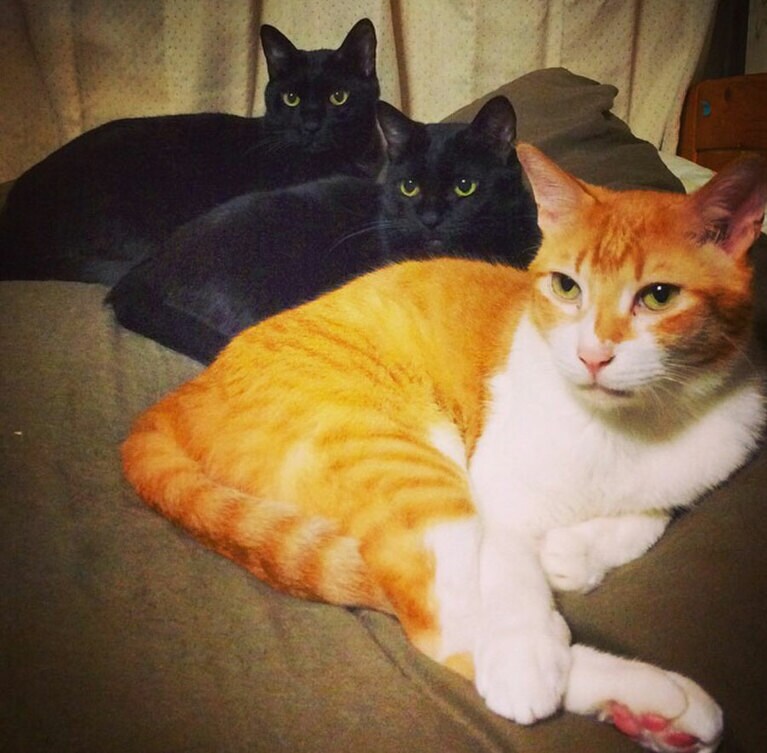 【天竺鼠・川原さん】うちの子ベストショット②「3匹の大量の抜け毛のおかげでいつも布団が3倍フワフワ」